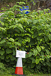 BB 13 0624 / Reynoutria japonica / Parkslirekne